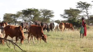 A person stands in a field in Kenya with cows