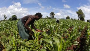 Subsistence farmers work their field of maize after late rains near the capital Lilongwe, Malawi February 1, 2016.