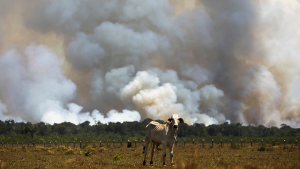 Cow stands in front of a tree line with plumes of smoke indicating forest destruction in the Amazon.