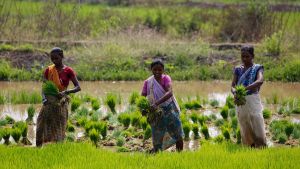 Three women harvest vegetation in a field in India.