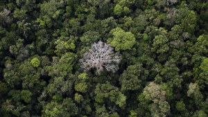 An aerial view of the Amazon rainforest at the Bom Futuro National Forest near Rio Pardo in Porto Velho, Rondonia State, Brazil.