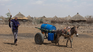 An Ethiopian woman uses a donkey to transport a barrel of water.