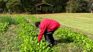 George Hall bends down to tend to his turnips in Greene County, Alabama.