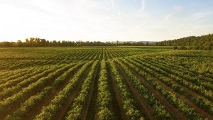 A field of grapes in Oregon is pictured nearing sunset.