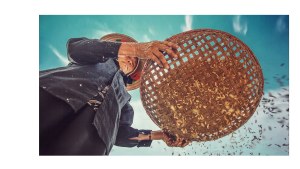 A person sifts rice through a basket with a blue sky in the background