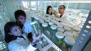 Four scientists examine plants in a lab.