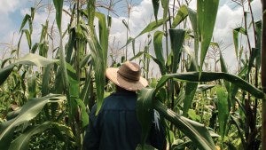 A man in a blue shirt walks through a field of crops.