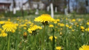 A field of dandelions.