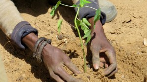 Black person's hands planting a green seedling in soil. 