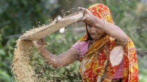 A Bangladeshi farmer woman separates the husk from the grain during harvest at Saturia village, on the outskirts of Dhaka.