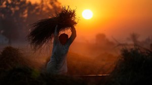 A farmer thrashes wheat crop after harvest early morning.