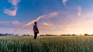 A young man stands in a field of wheat and watches the sunset.