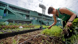 Abbie Doane-Simon, of Green City Growers, cultivates produce in a rooftop garden on the third-base side of Fenway Park in Boston.