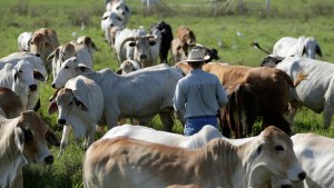 A farmer works to move a herd to another field at his family's ranch in Glen Flora, Texas. 