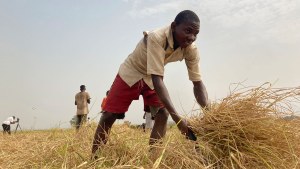 Mohammed Abdul, a farmer who said he 'had to start from the beginning' after losing all his farm inputs to violent attacks in Nigeria's north, works on a rice farm in Agatu village on the outskirts of Benue State in northcentral Nigeria.