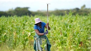 A woman works in a field at a farm on the outskirt of Harare, Zimbabwe.