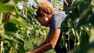 Research fellow Brandy-Joe Milliron works in the garden at Downtown Health Plaza in Winston-Salem, N.C.