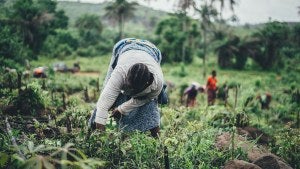 Women farming cassava in Sierra Leone.