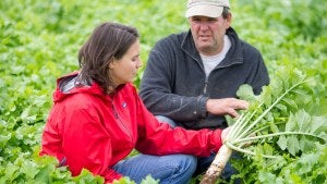 A woman and man crouch down in a field of cover crops and examine the plants.