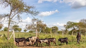  Cattle are brought to the paddock for milking and watering.