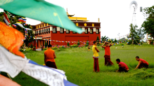 Monks cutting grass at the Sakya Monastery.