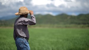 A rice farmer looks out at the horizon on Fraternity Farm in Lajas Valley in Guanica, Puerto Rico.