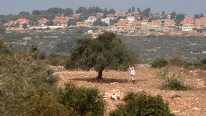 Backdropped by the Jewish Settlement of Shaked, a Palestinian farmer harvests olives at the West Bank village of Nazlet Al-Sheikh Zeid near Jenin city, Saturday, Sept. 25, 2010. (Photo: Mohammed Ballas / AP).