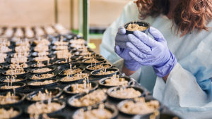A person wearing latex gloves handles small sprouts in pots