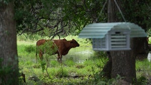 Cattle graze near a sterile fly dispersal station placed by the US Department of Agriculture to combat the spread of the New World screwworm