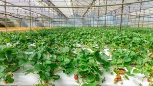 Rows of strawberry plants in a greenhouse